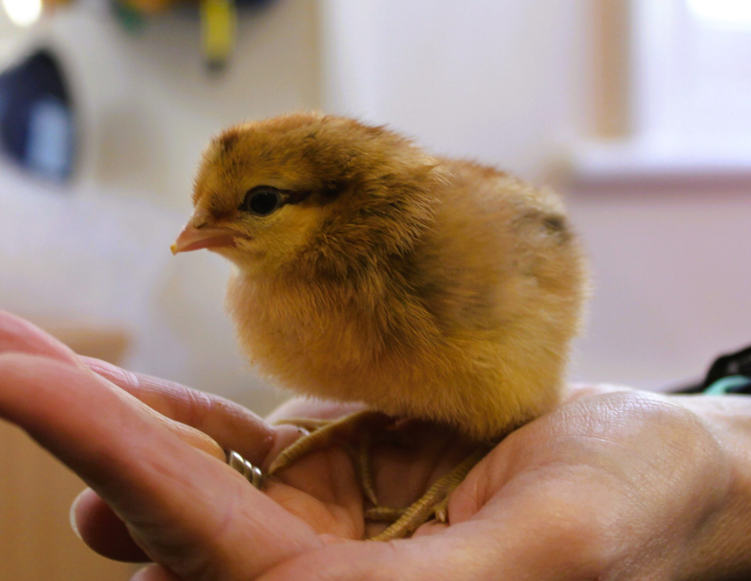 🐣 Guess Who’s Back? Back Again… Chicks Are Back!